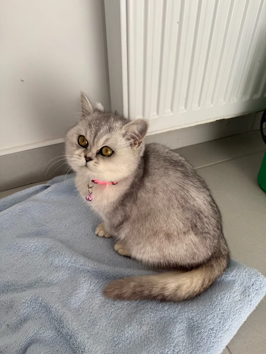 British Short Hair kitten - Image 2