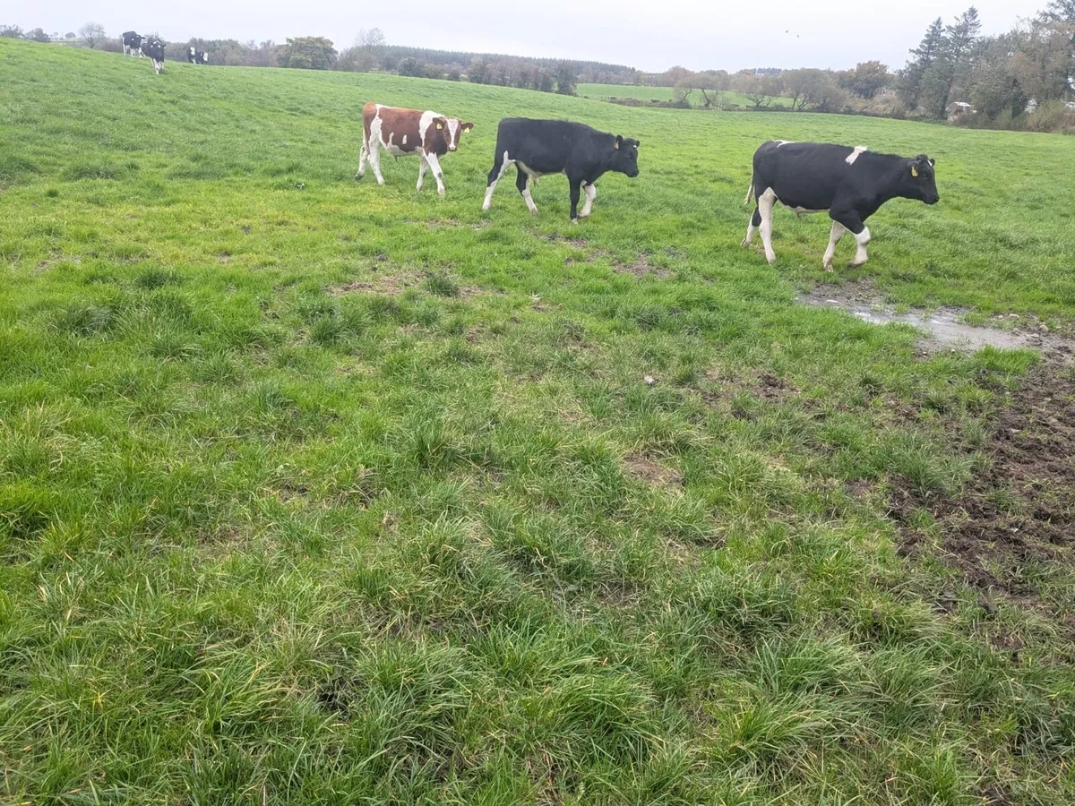 8 bulls - Image 1