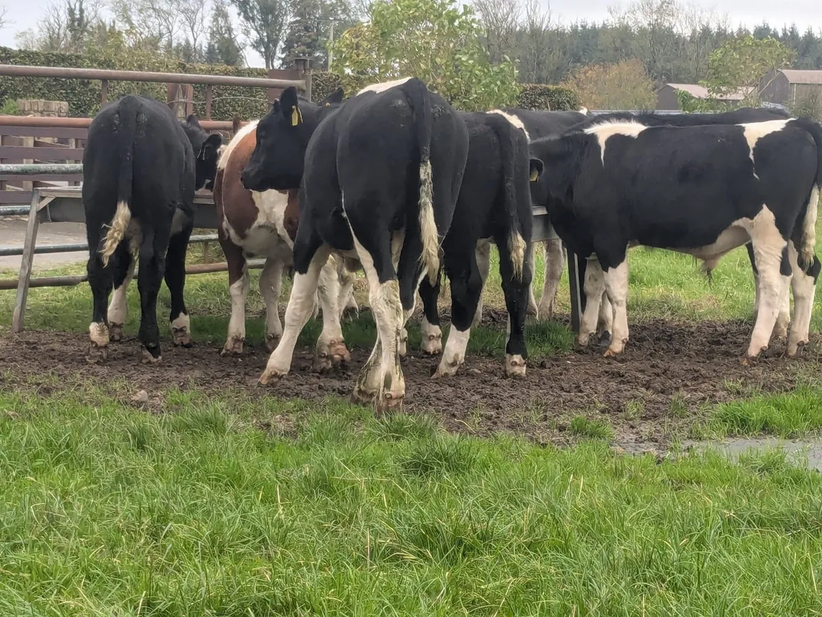 8 bulls - Image 3