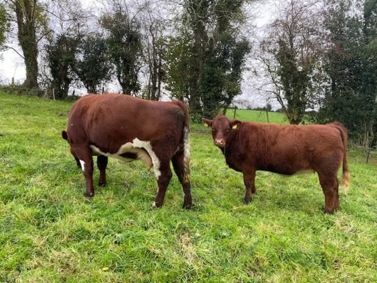 Shorthorn X Limousine Heifer - Image 4