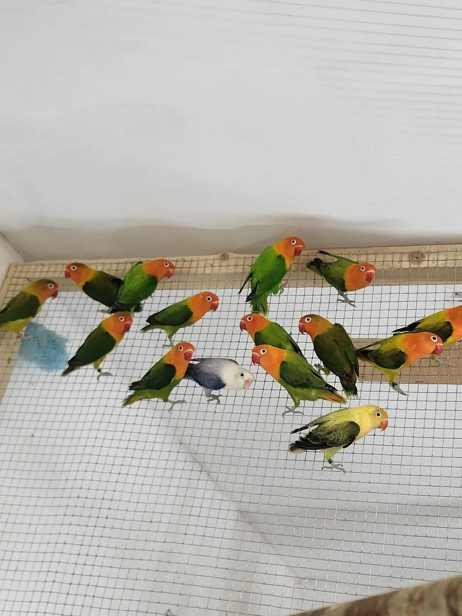 Birds - Image 1