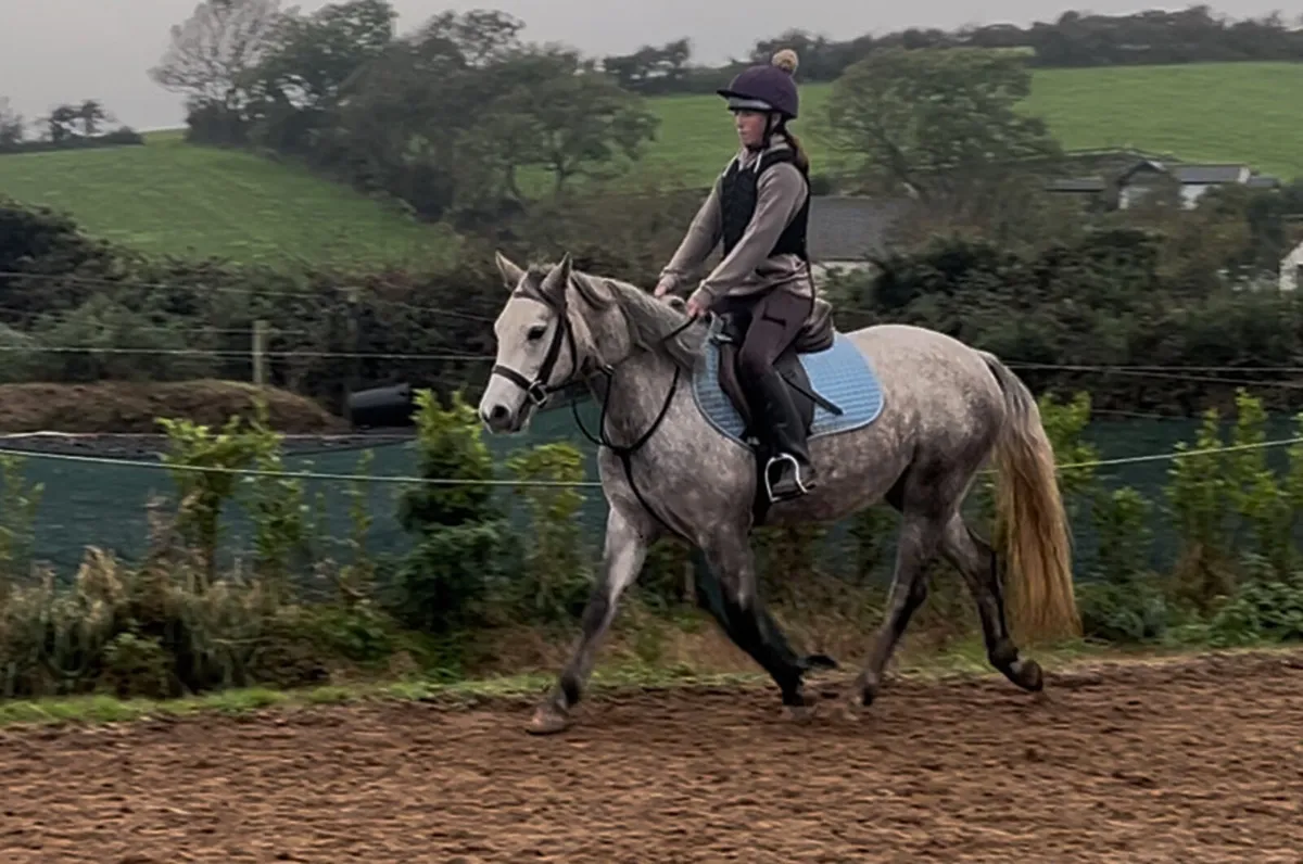 3 year old class 1 Connemara mare - Image 1
