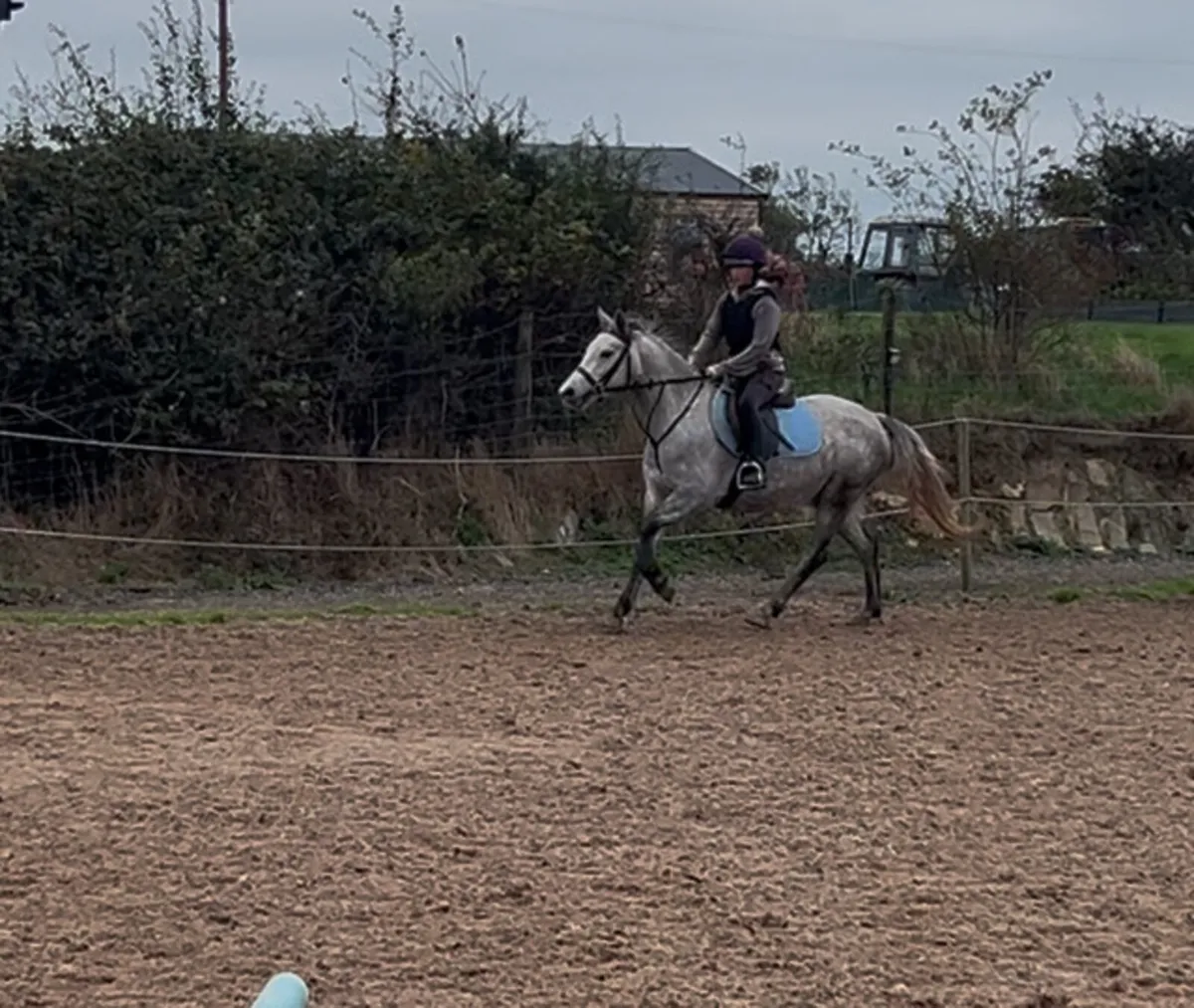 3 year old class 1 Connemara mare - Image 2