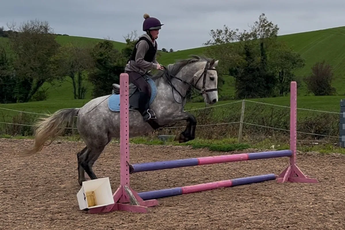 3 year old class 1 Connemara mare - Image 3