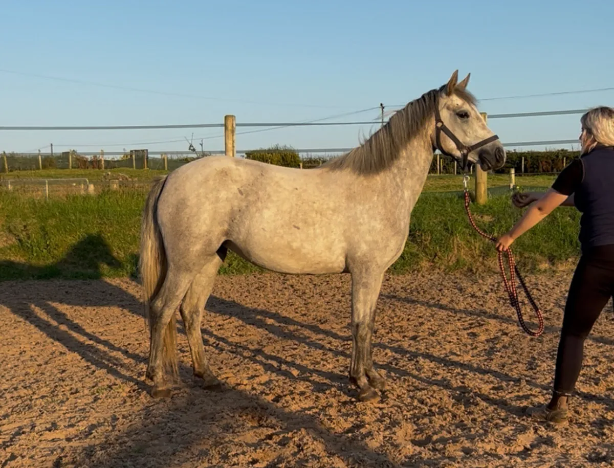 3 year old class 1 Connemara mare - Image 4