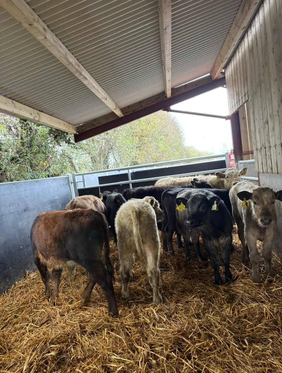 10 super continental bull Weanling - Image 1