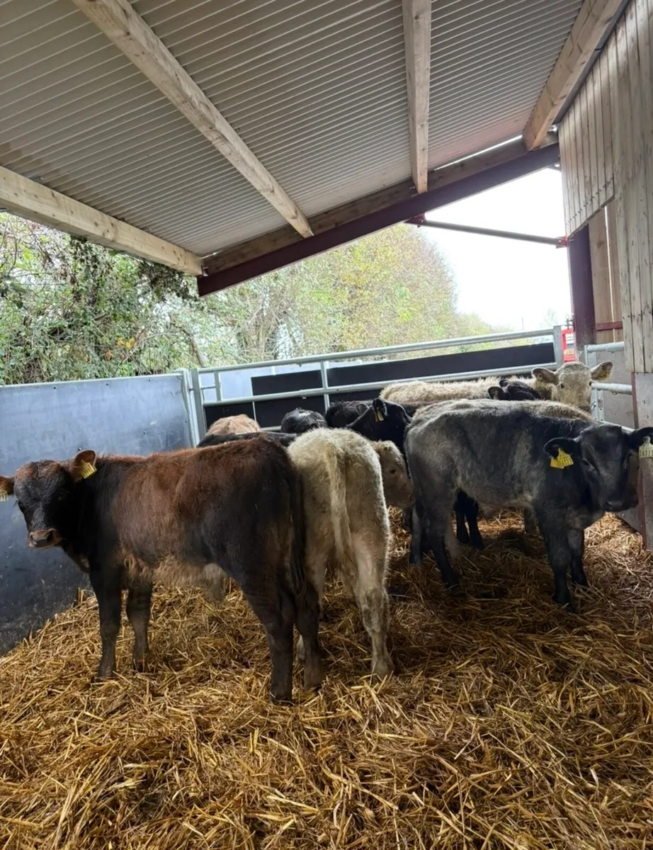 10 super continental bull Weanling - Image 2