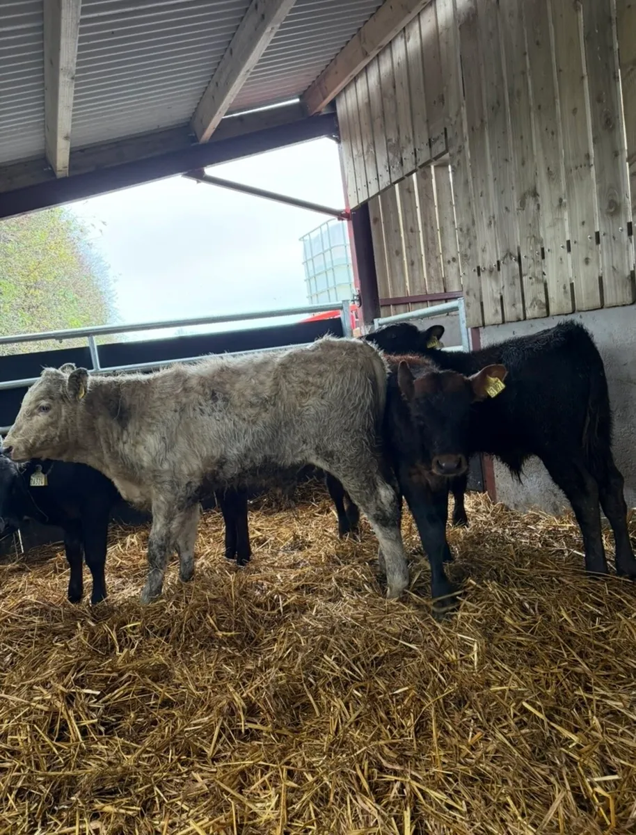 10 super continental bull Weanling - Image 3