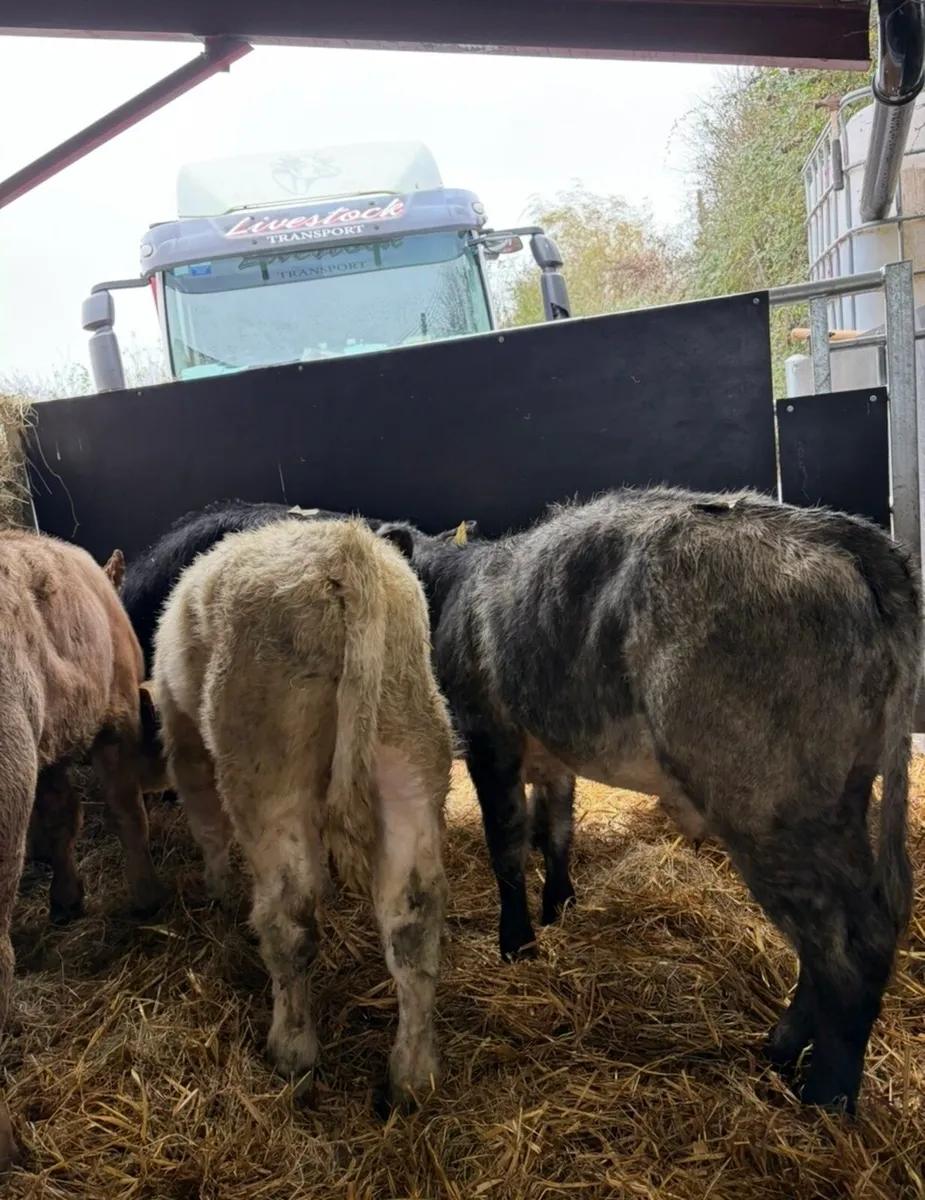 10 super continental bull Weanling - Image 4
