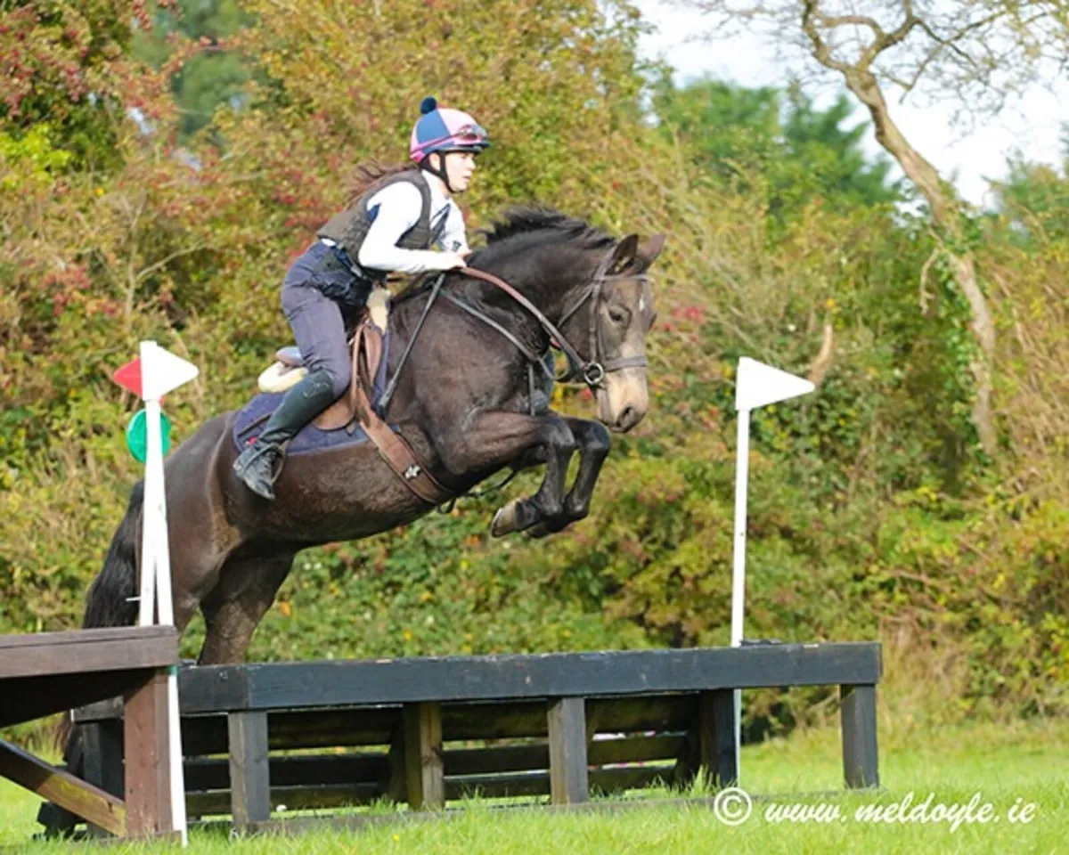 Fantastic 4yo Connemara Gelding Eventer Hunter - Image 1