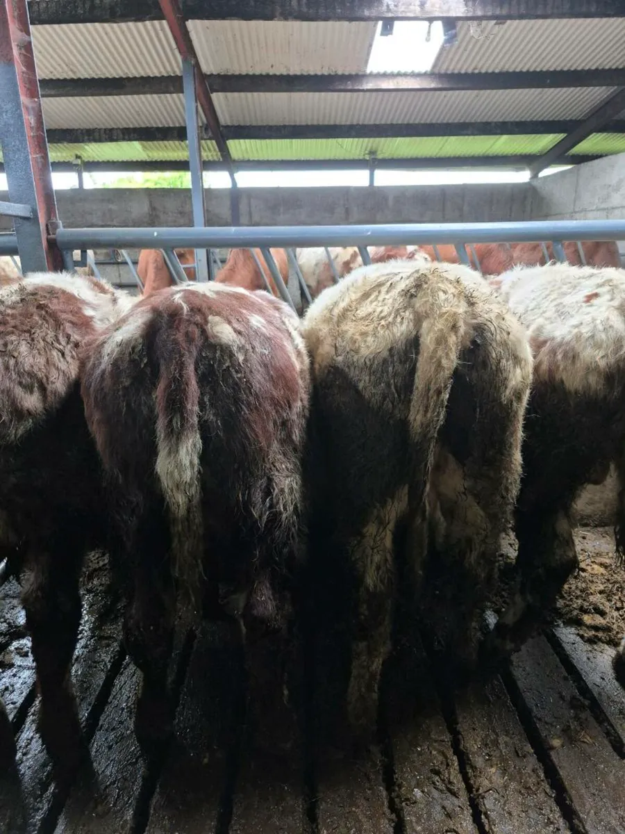 Purebred Shorthorn Bulls Tuam mart 27th Oct - Image 2
