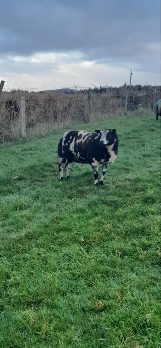 Spotted Dutch ram - Image 1