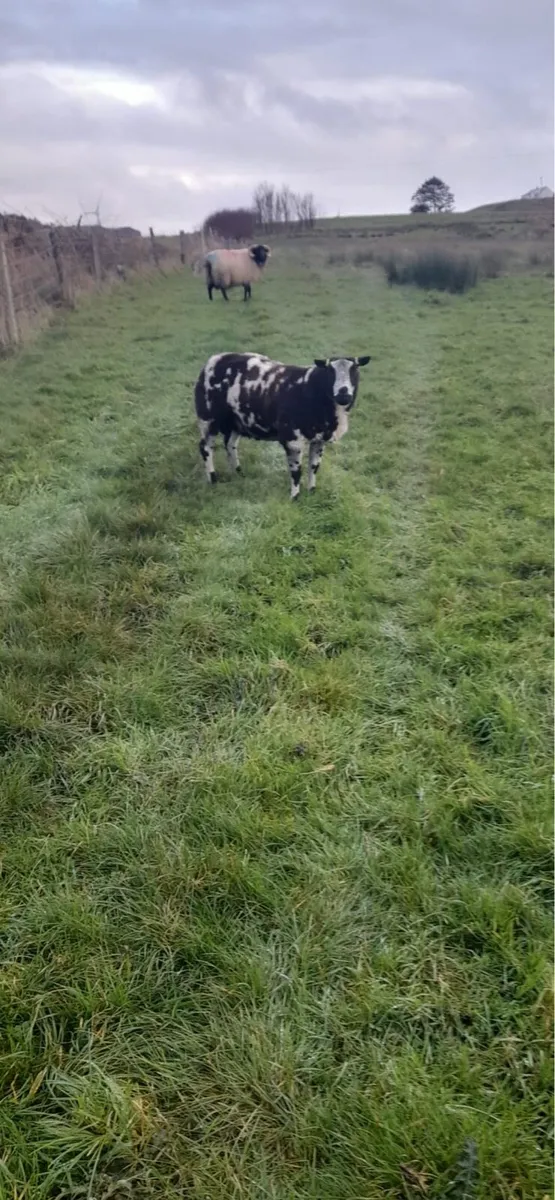 Spotted Dutch ram - Image 2