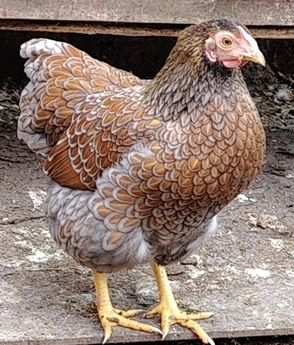 Polish chickens, wyadottes, ducks - Image 4