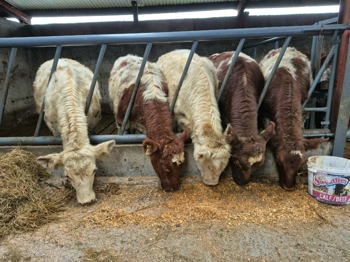 Purebred Shorthorn Bulls Tuam mart 27th Oct - Image 1