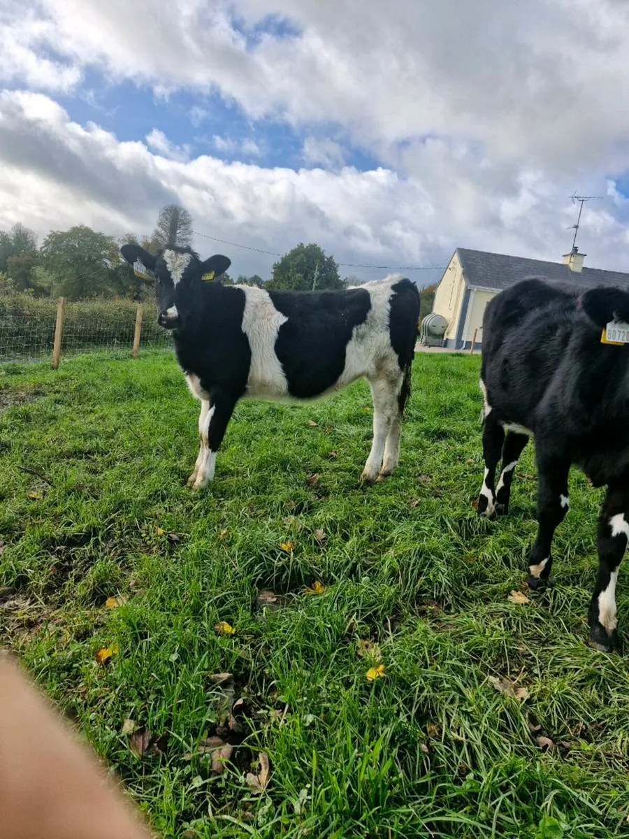 Heifer calves - Image 1