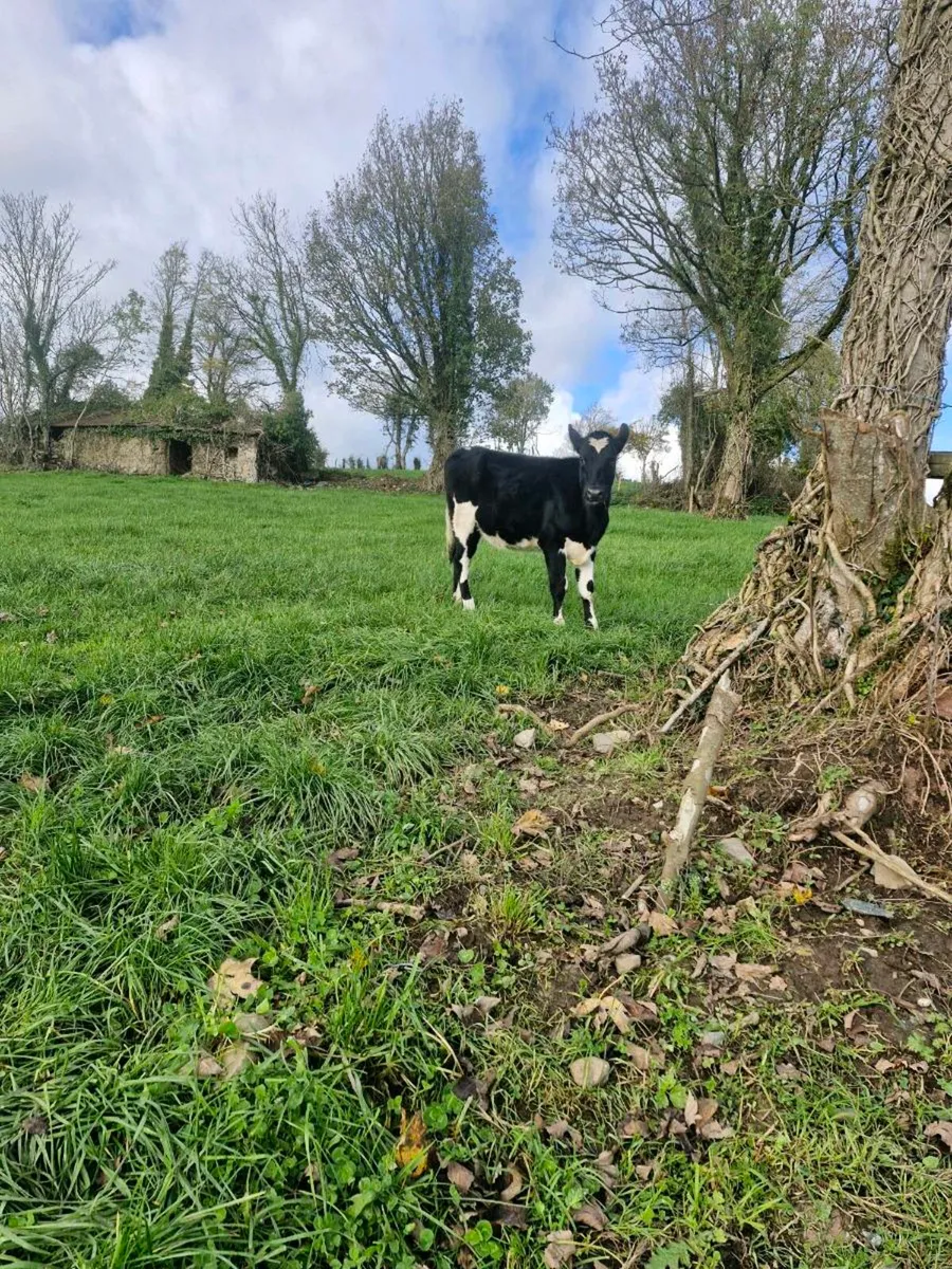 Heifer calves - Image 2