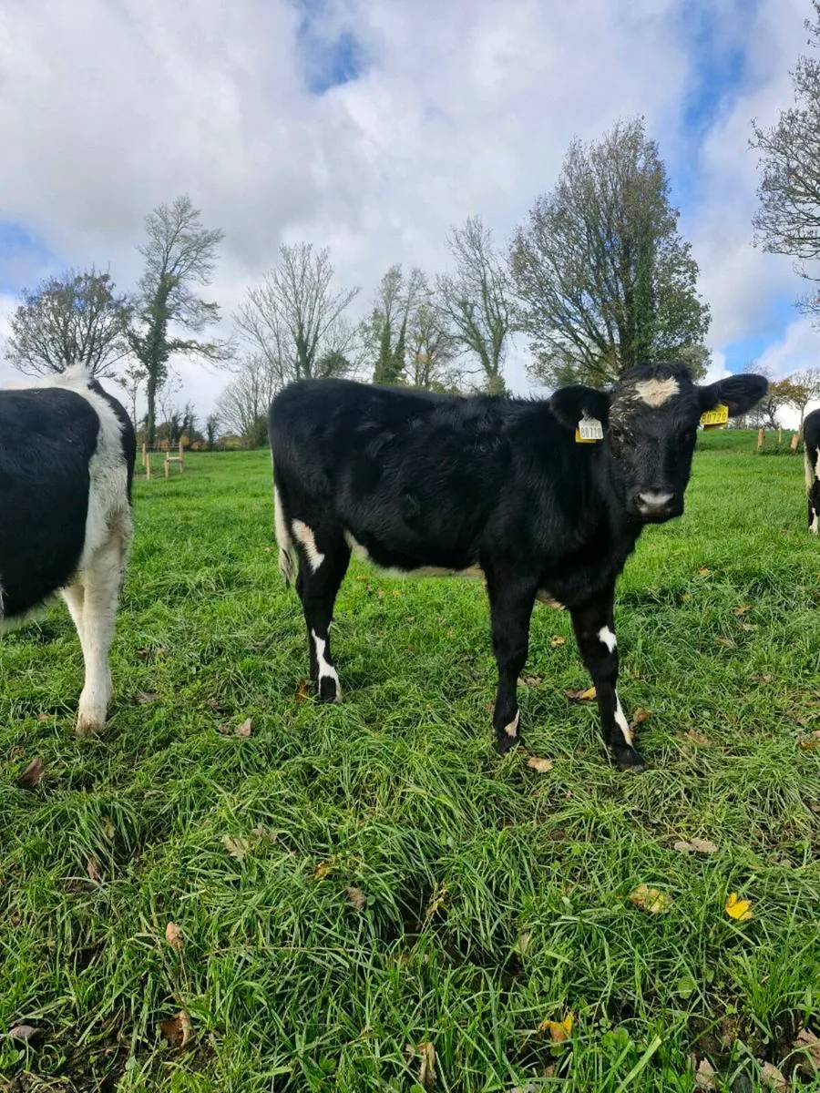 Heifer calves - Image 3