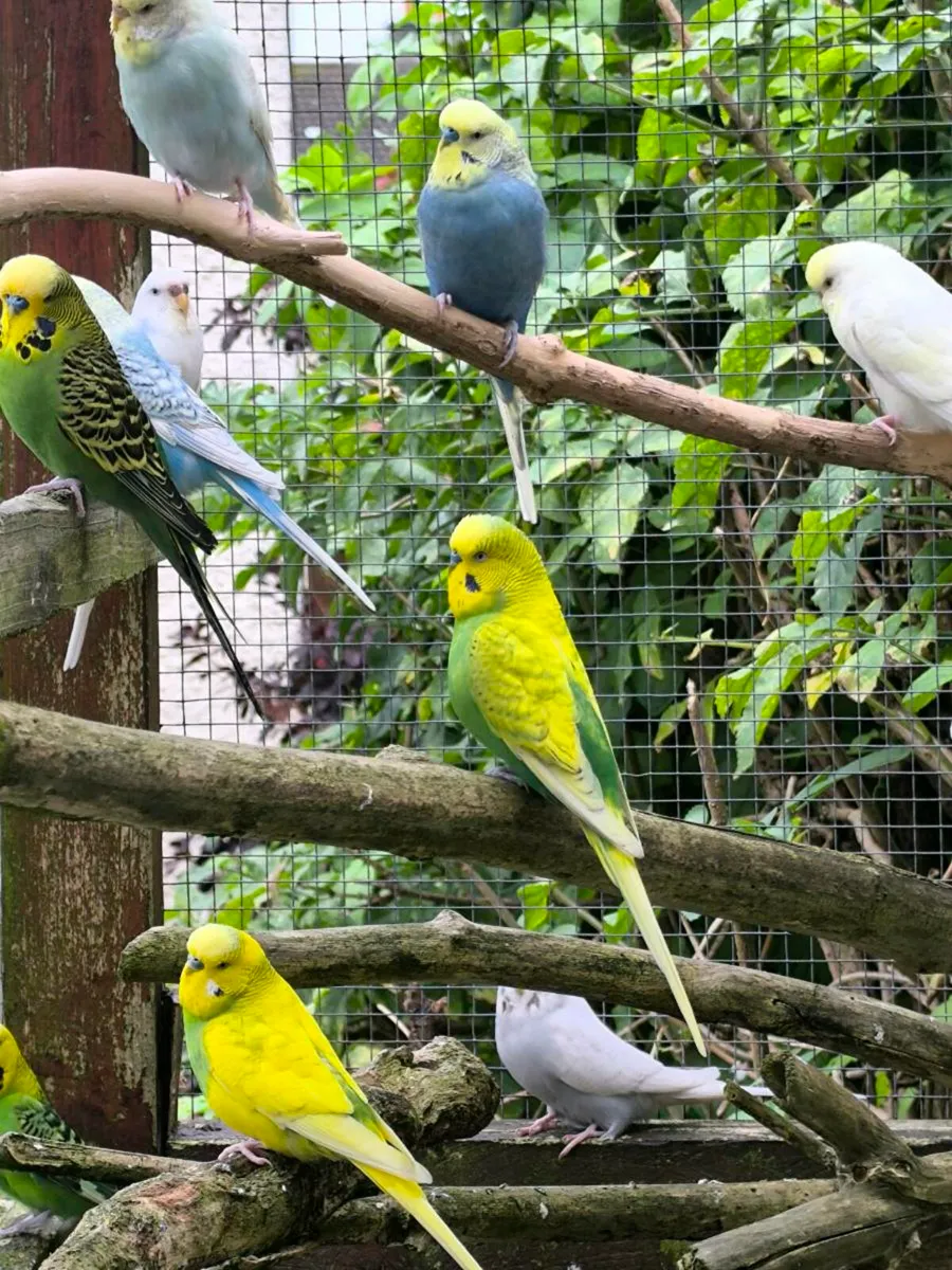 Budgies - Image 1