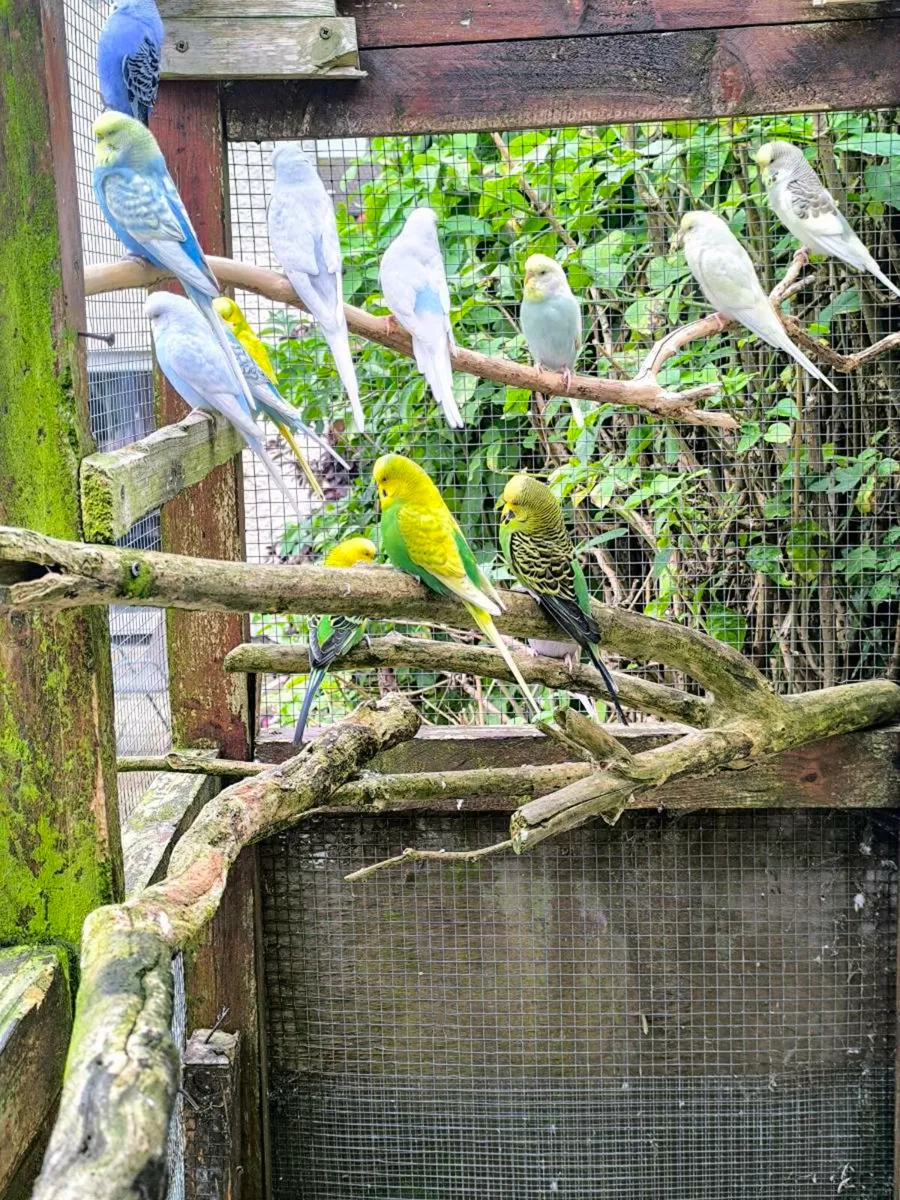 Budgies - Image 2
