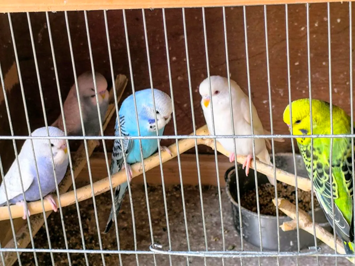 Budgies - Image 3