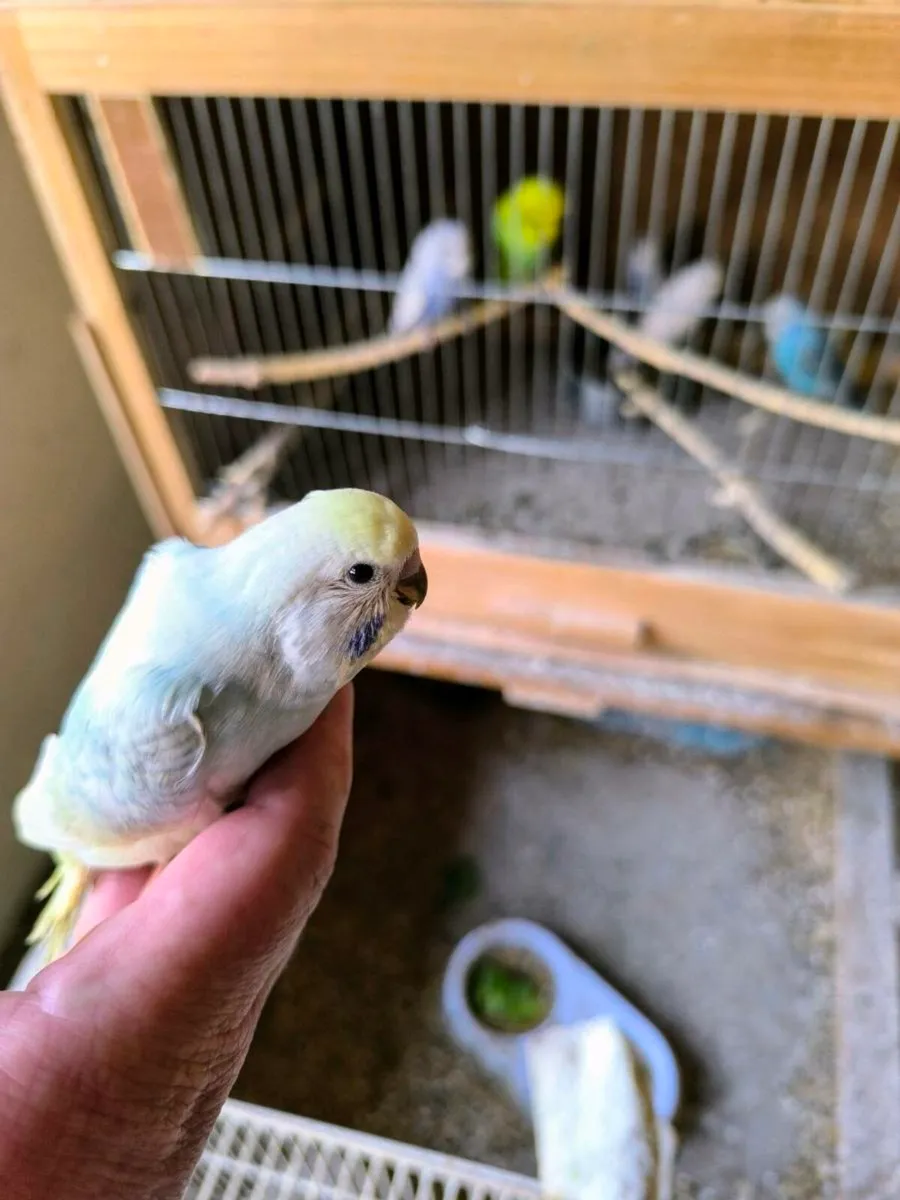 Budgies - Image 4