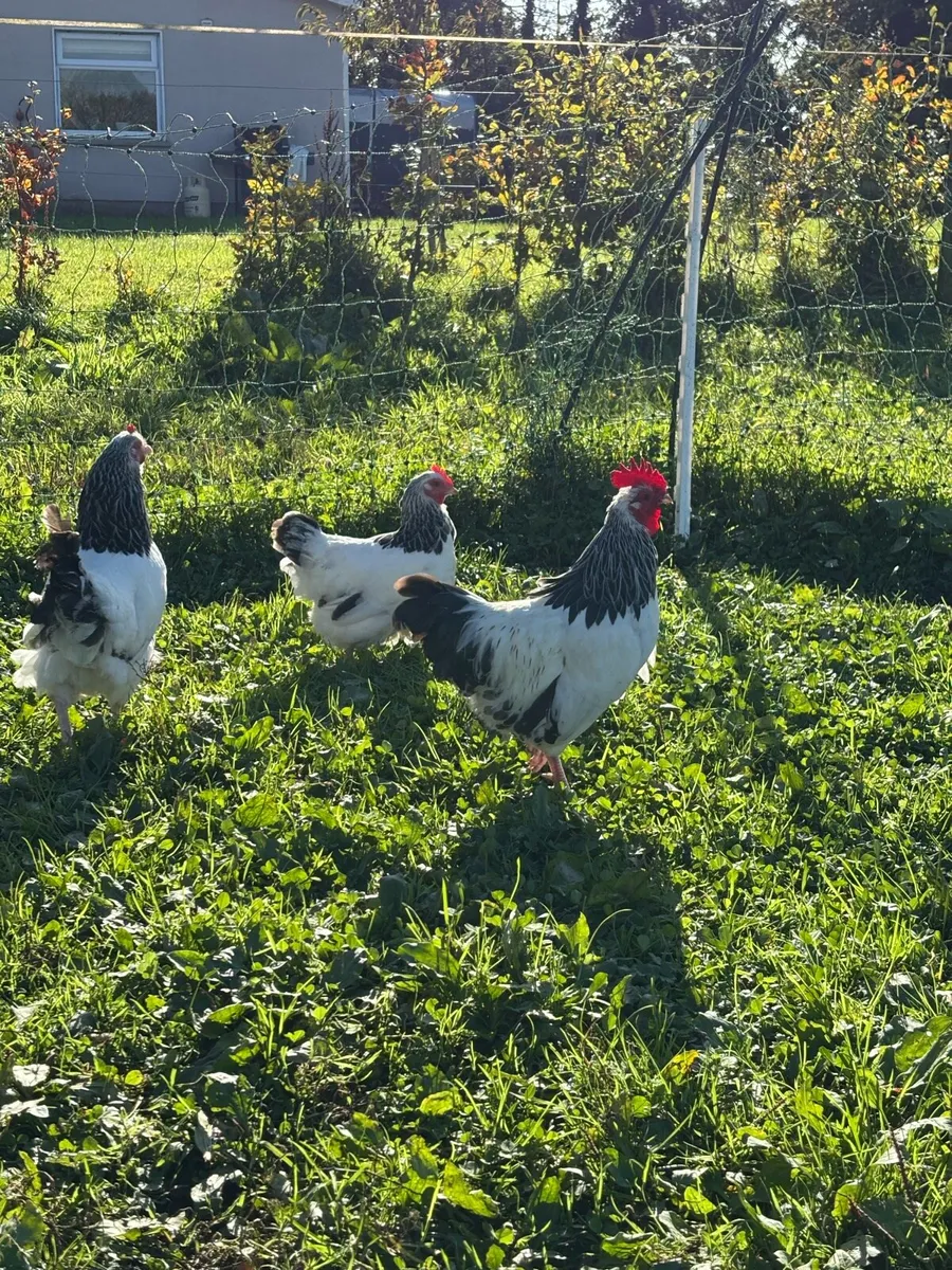 Poultry - Image 1