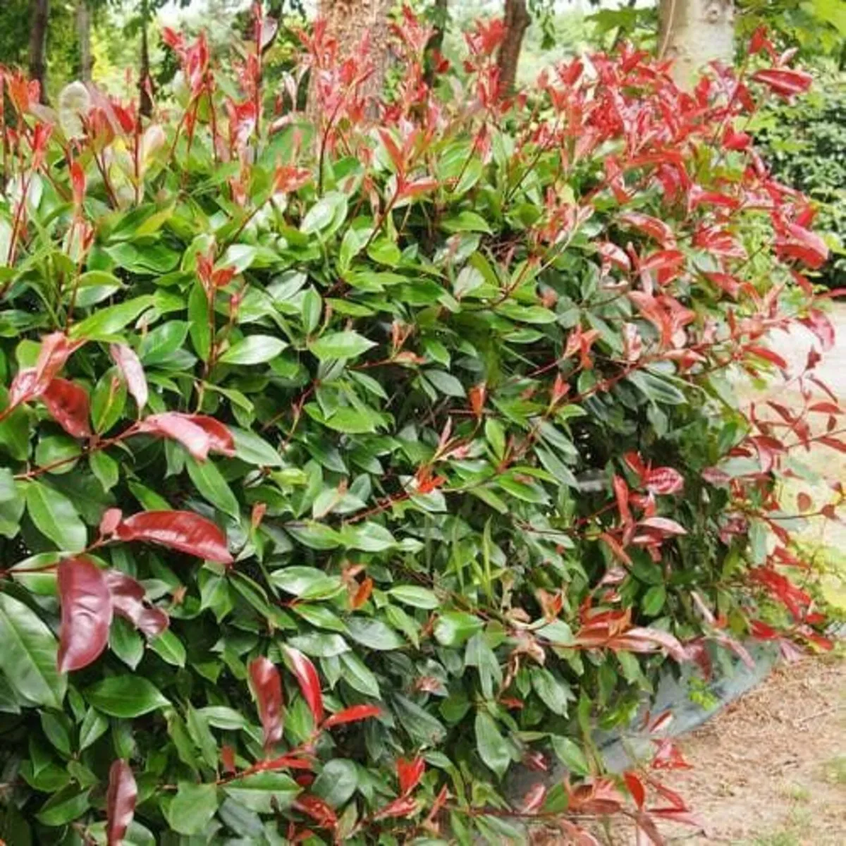 Photinia Red Robin Hedging €3.50 each - Image 1