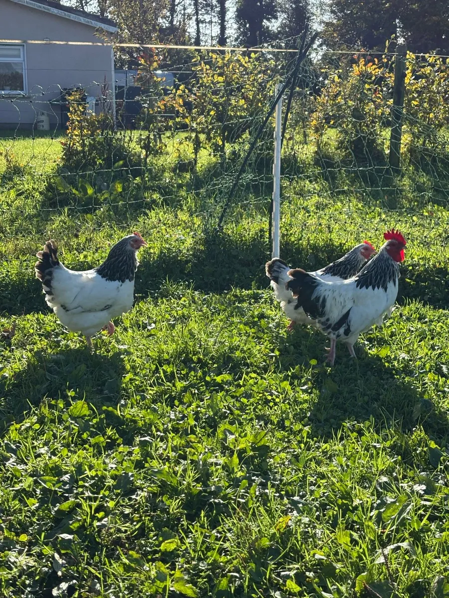 Poultry - Image 2