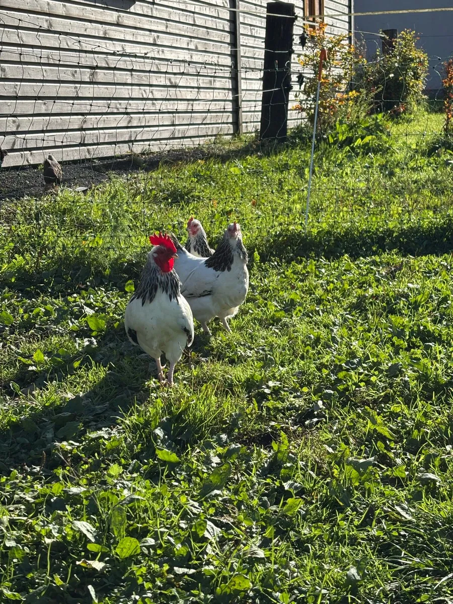 Poultry - Image 3