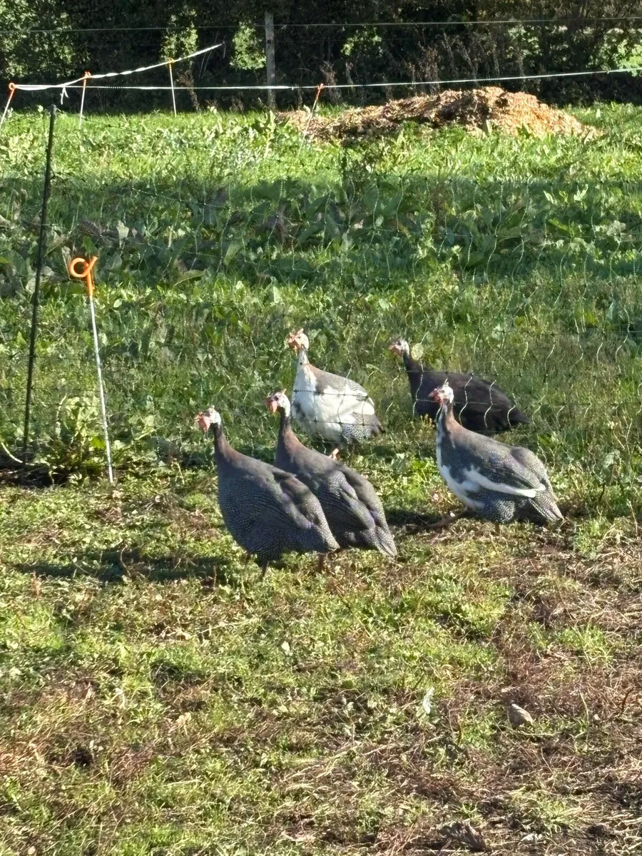 Poultry - Image 4