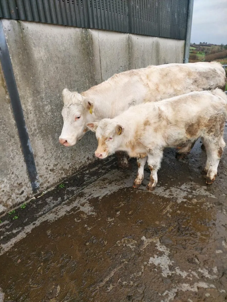 Charolais Bull - Image 2