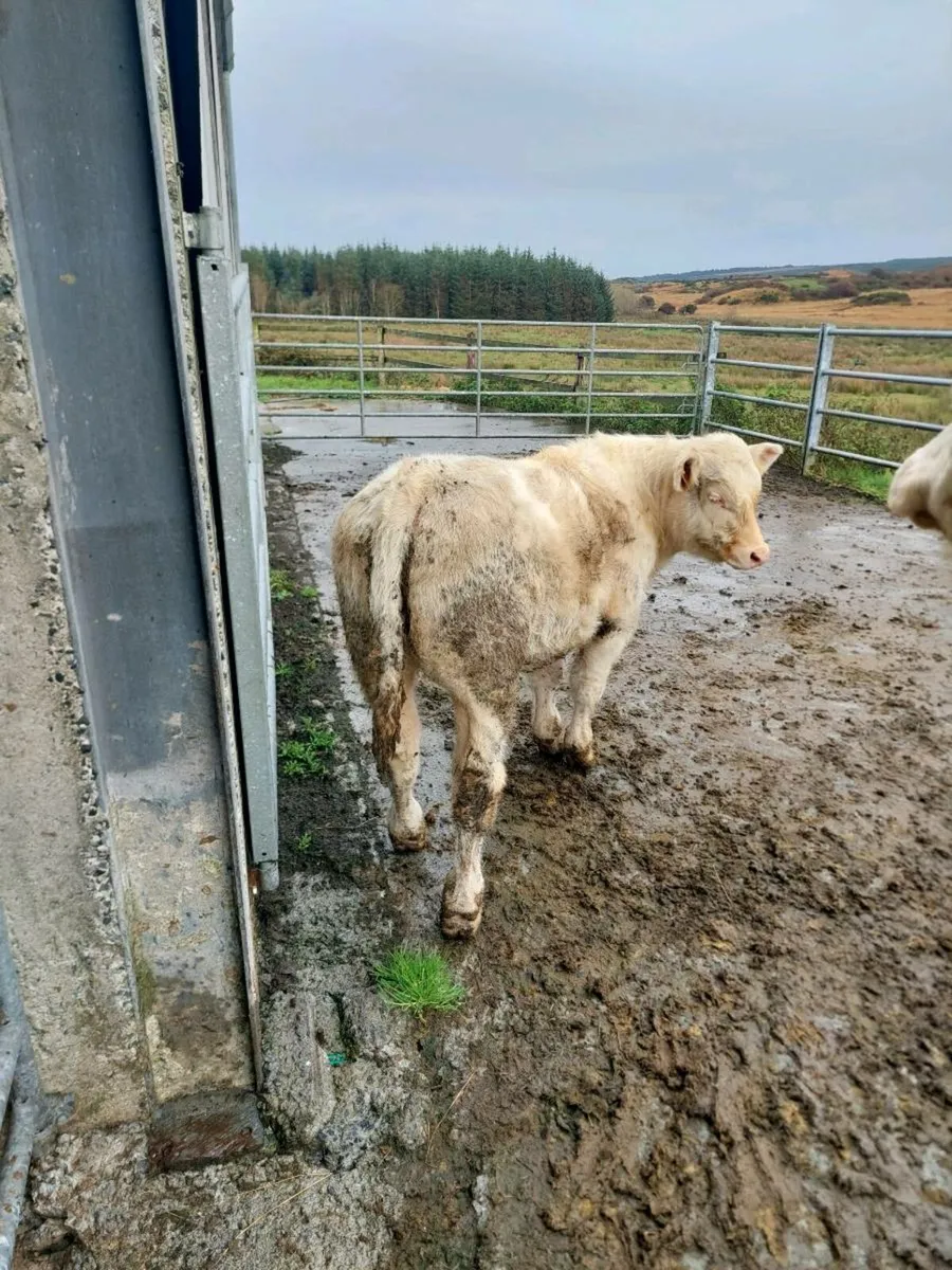 Charolais Bull - Image 1