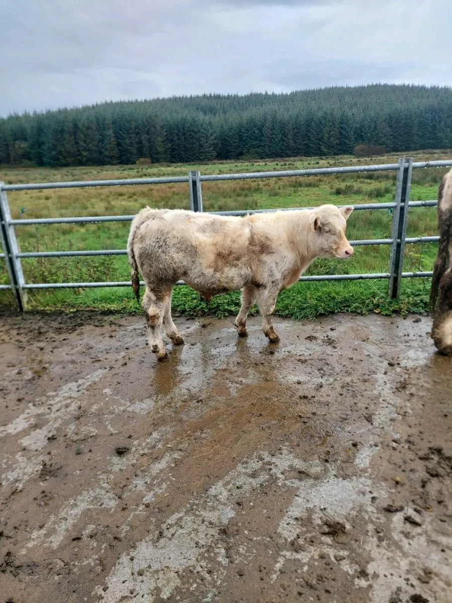 Charolais Bull - Image 3