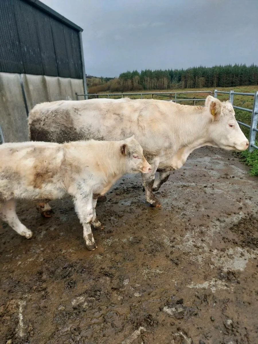 Charolais Bull - Image 4