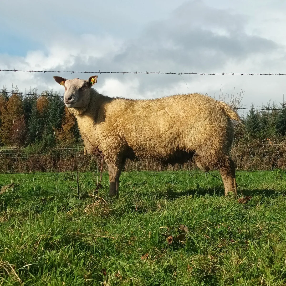 Charollais ram lambs - Image 1