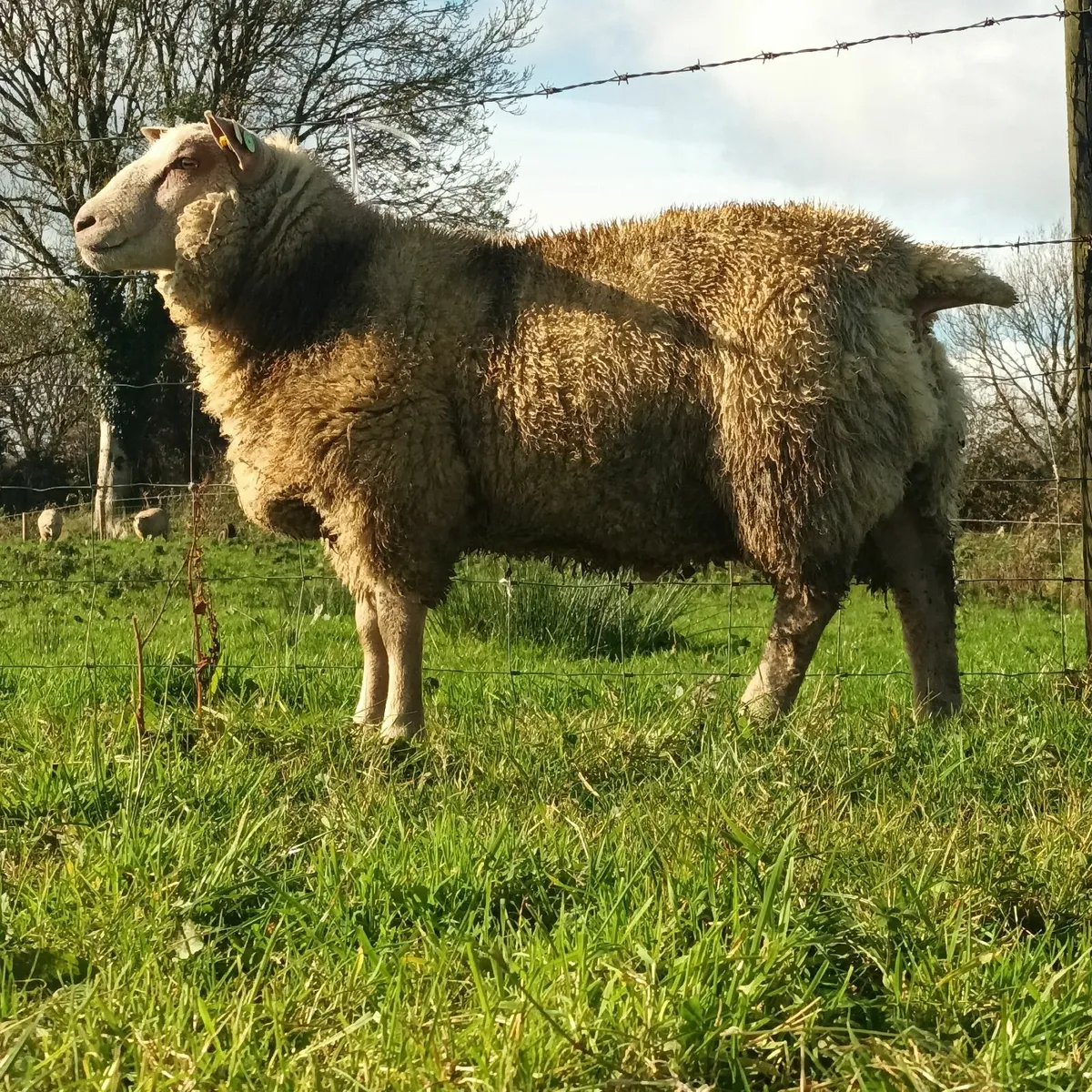 Charollais ram lambs - Image 2