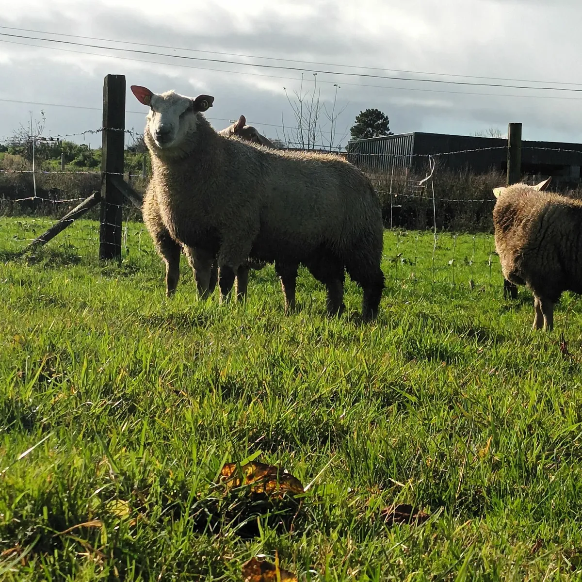 Charollais ram lambs - Image 3