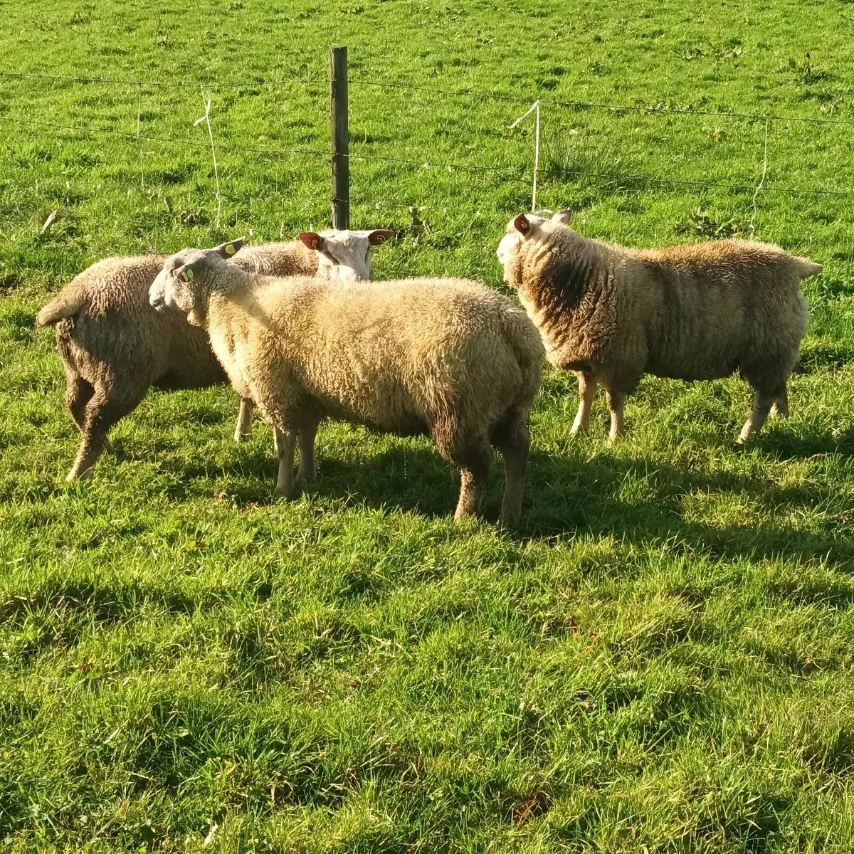 Charollais ram lambs - Image 4
