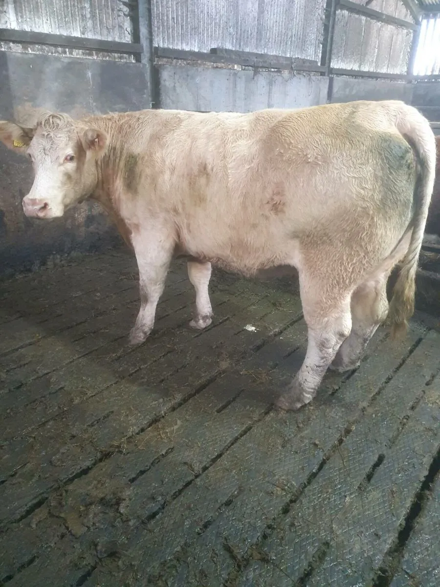 5 🌟  incalf cow - Image 1