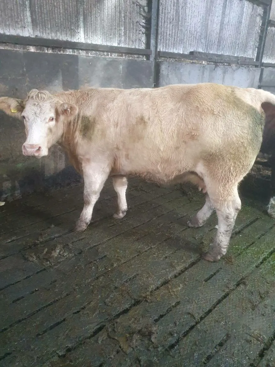 5 🌟  incalf cow - Image 2
