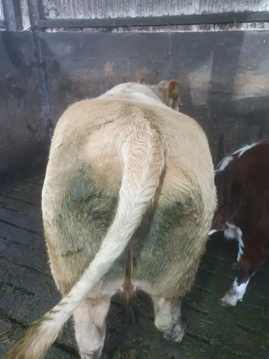 5 🌟  incalf cow - Image 3
