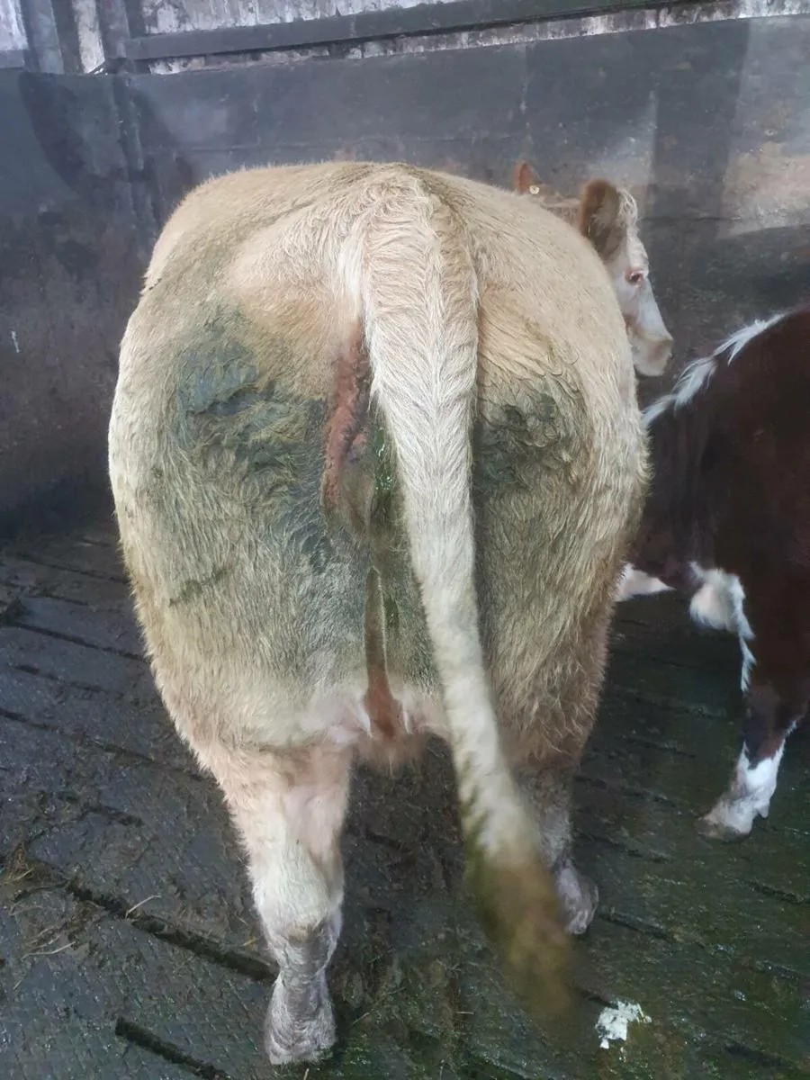 5 🌟  incalf cow - Image 4