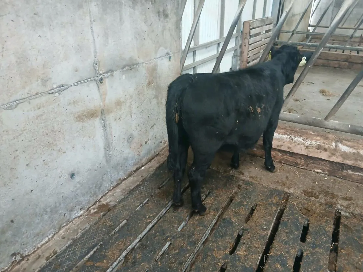 purebred Dexter weanling heifers - Image 4