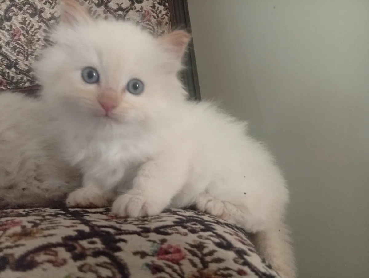 Ragdolls Cream & Blue point - Image 2