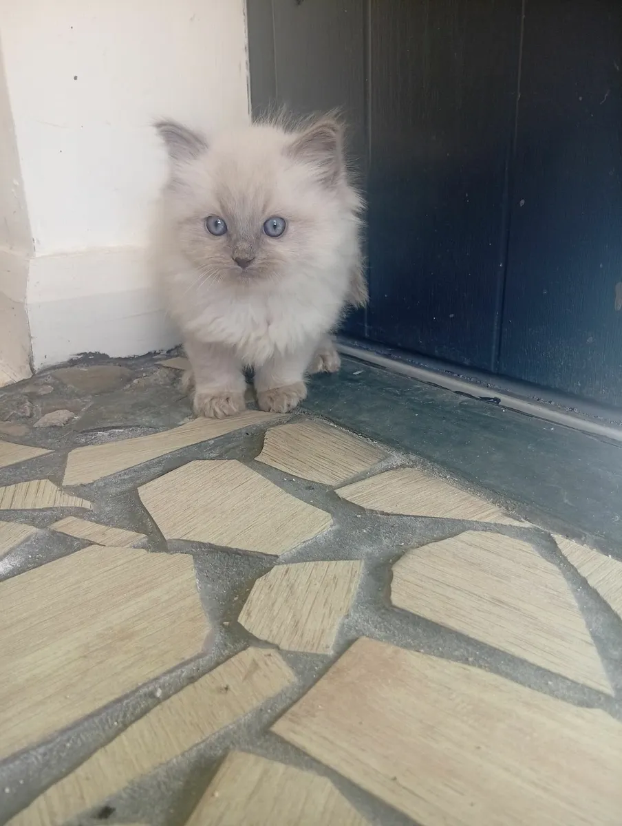 Ragdolls Cream & Blue point - Image 3