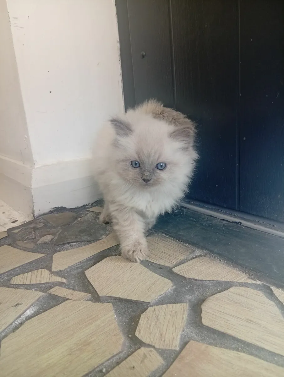 Ragdolls Cream & Blue point - Image 4