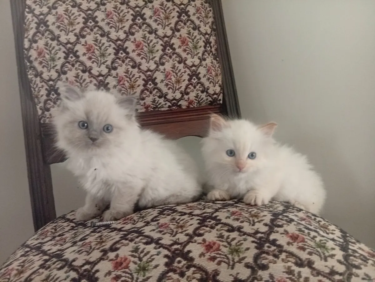 Ragdolls Cream & Blue point - Image 1