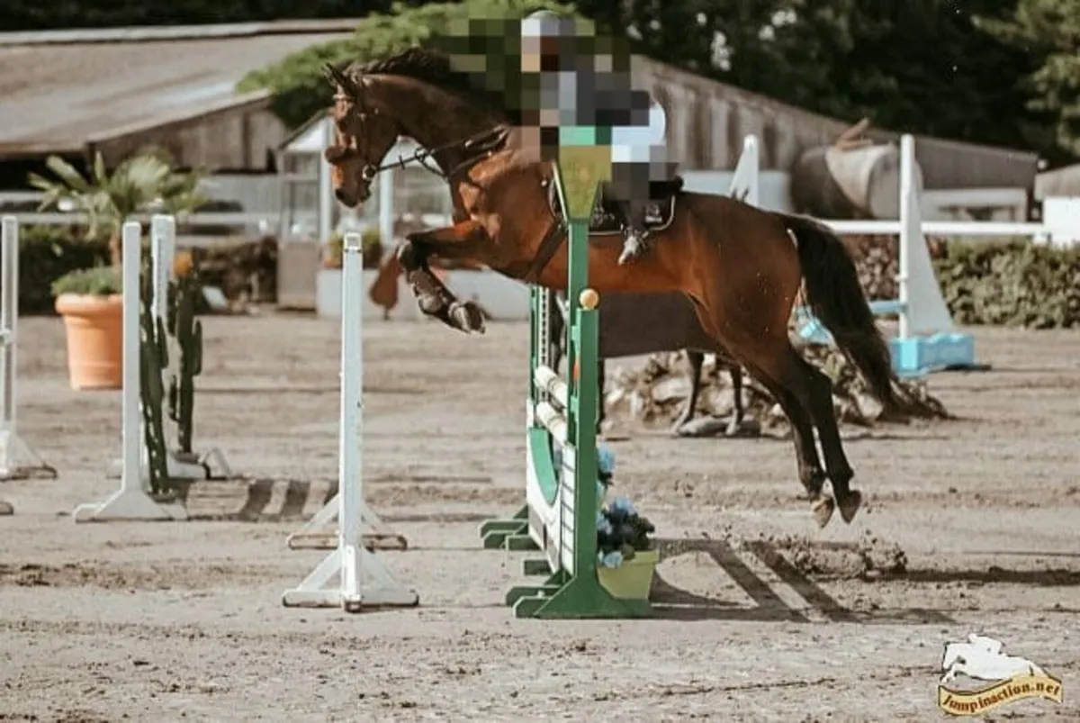 Show jumper / hunter - Image 1