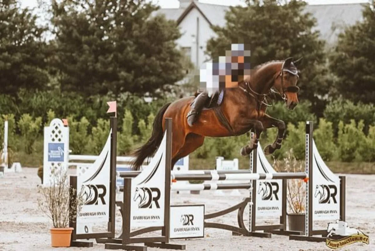 Show jumper / hunter - Image 2
